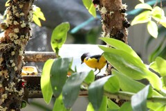 Euphonia violacea