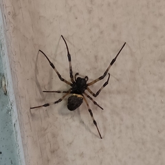 Nephilingis cruentata