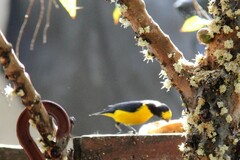 Euphonia chlorotica