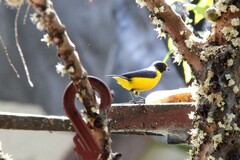 Euphonia chlorotica