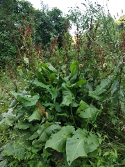Rumex thianschanicus