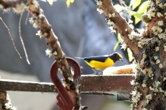 Euphonia chlorotica