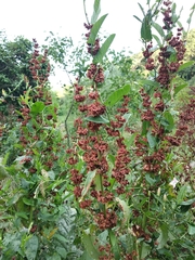 Rumex thianschanicus