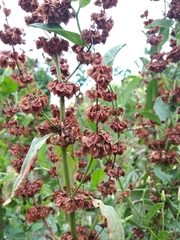 Rumex thianschanicus