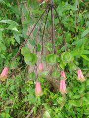Bomarea
