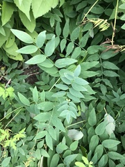 Lathyrus gmelinii