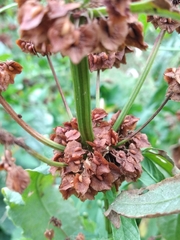 Rumex thianschanicus