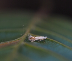 Phyllonorycter tenerella