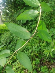 Bomarea