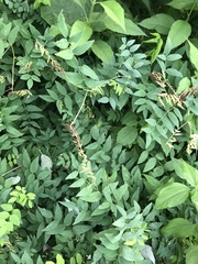 Lathyrus gmelinii