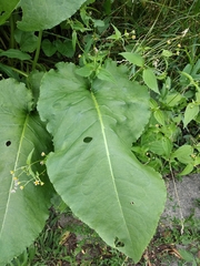 Rumex thianschanicus
