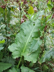 Rumex thianschanicus