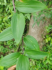 Bomarea