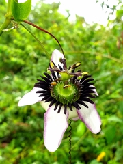 Passiflora dawei