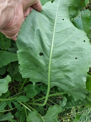 Rumex thianschanicus
