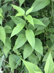 Helianthus tuberosus
