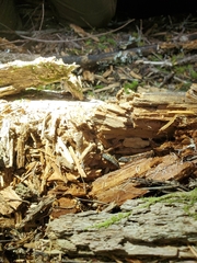 Batrachoseps wrighti