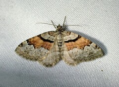 Xanthorhoe packardata