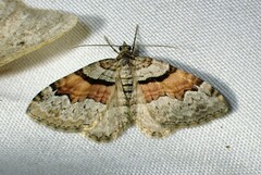 Xanthorhoe packardata