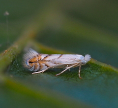 Phyllonorycter tenerella