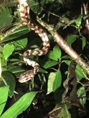 Chironius grandisquamis