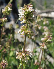 Penstemon washingtonensis