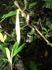 Chironius grandisquamis