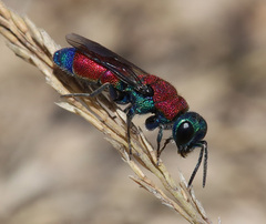 Chrysis cylindrica