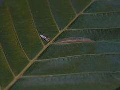 Phyllonorycter tenerella