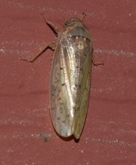 Ponana rubida