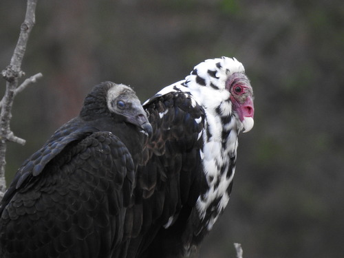 Turkey Vulture, Lake Hodges, Escondido, CA 92029, USA, photo 10 of 10