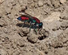Chrysis cylindrica
