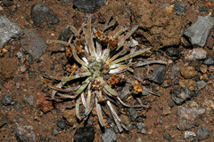 Plantago sericea