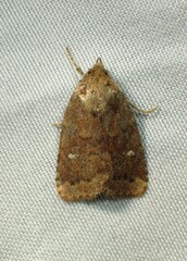 Pseudorthodes