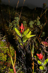 Castilleja fissifolia
