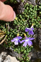Primula reptans