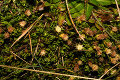 Baccharis caespitosa
