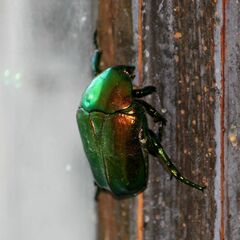 Protaetia speciosissima