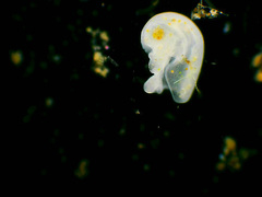 Bursaridium pseudobursaria