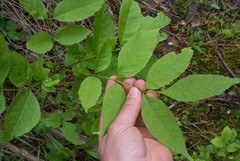Fraxinus pennsylvanica lanceolata