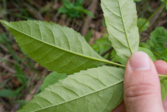 Fraxinus pennsylvanica lanceolata