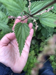 Urtica dioica