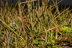 Ephedra rupestris