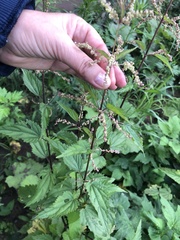 Urtica dioica