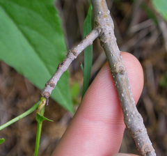 Fraxinus pennsylvanica lanceolata