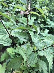 Urtica dioica