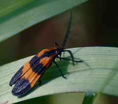Calopteron discrepans