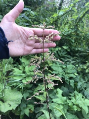 Urtica dioica