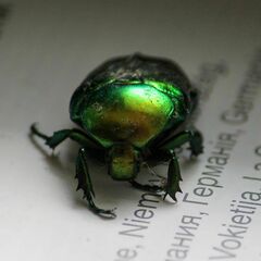 Protaetia speciosissima