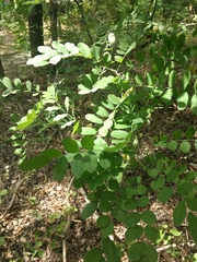 Styphnolobium affine